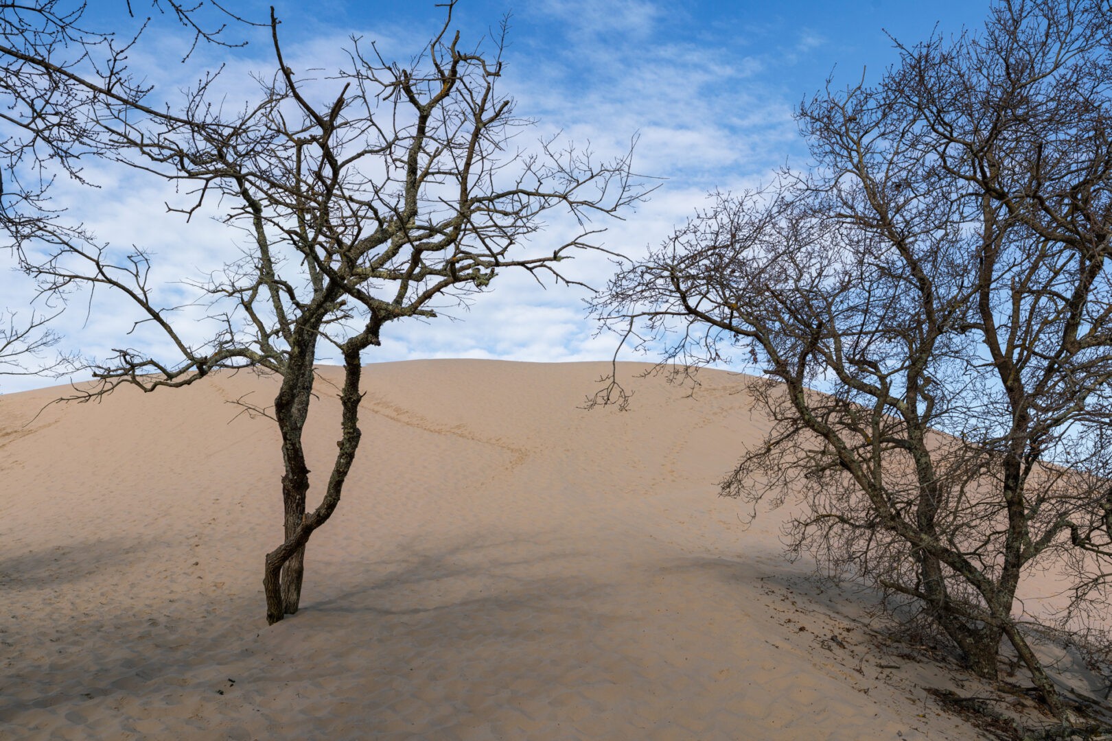 20250306-_25A0851-Pano